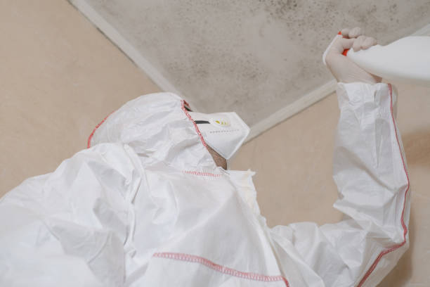 Best Black Mold Removal  in West Yarmouth, MA